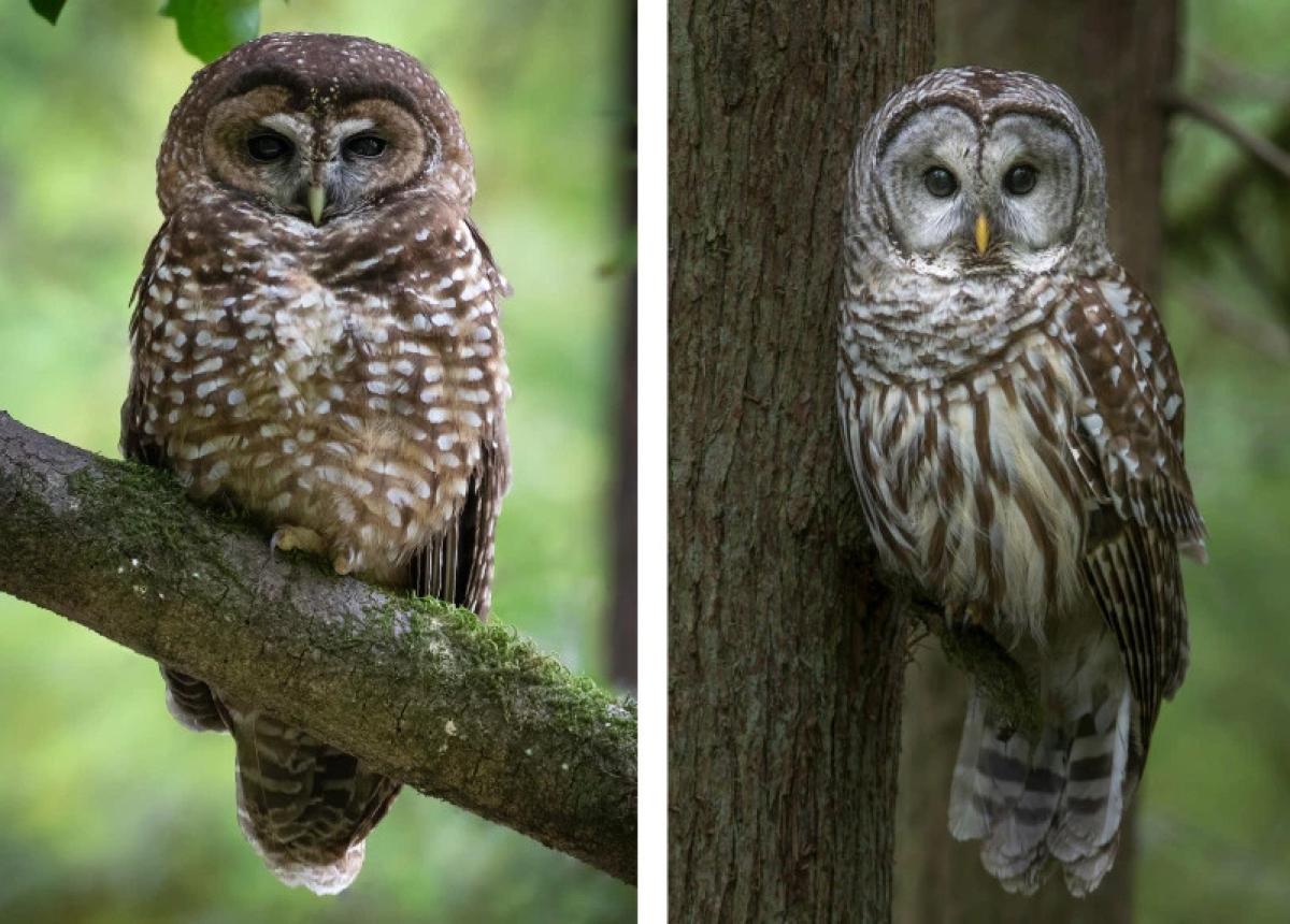 Of Forests and Owls