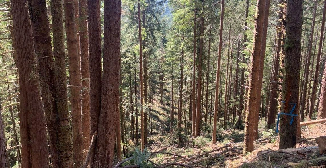 HcHzPVgAd1TJ8H0JCMDB