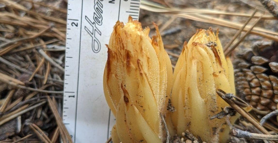 ISN2dTmUjhNTFjxVgrvL