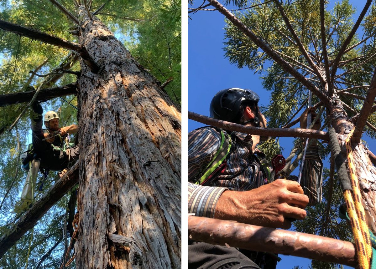 Russell Kramer coring a tree near the top and measuring height to the tallest point on the tree! Photos by John Moran.