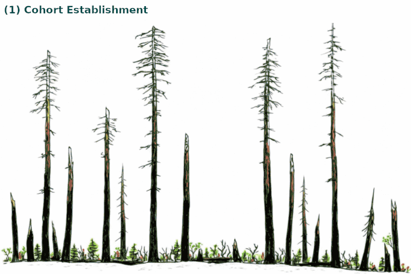 a theoretical model of forest development that ecologists have proposed for western Washington