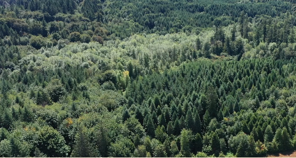 Image 1 Photo Of Redwood Plantation
